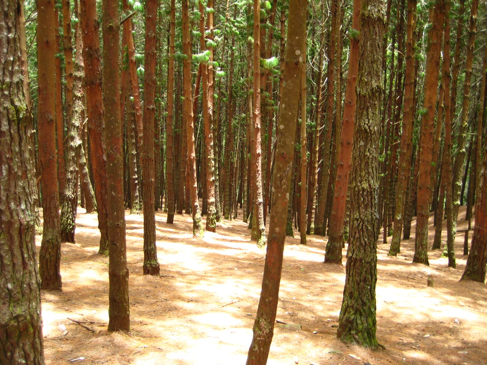 Kodaikanal Family Scenic Stay
